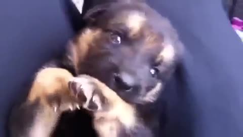 Cute German Shepherd puppy showing love to its owner. Unbelievable!!!