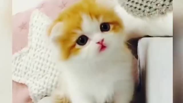 Hilarious! Cats caught on camera that'll make your day 😂