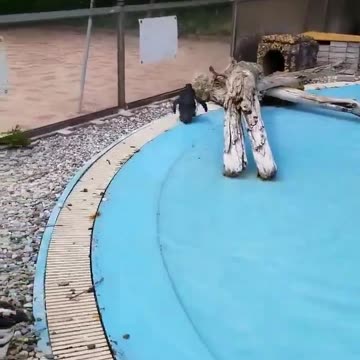 Penguin chasing a butterfly