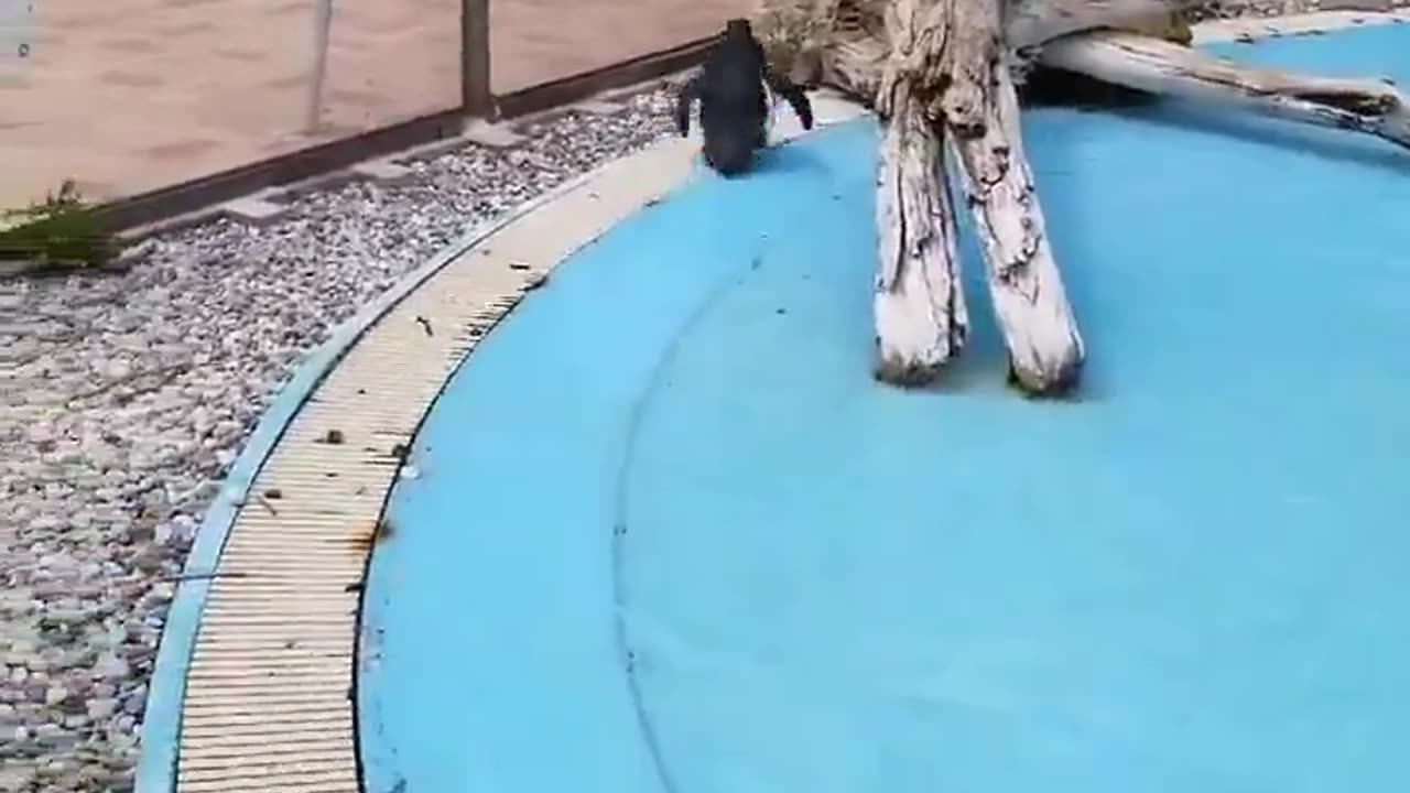 Penguin chasing a butterfly