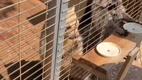 Hungry raccoon in Korean zoo