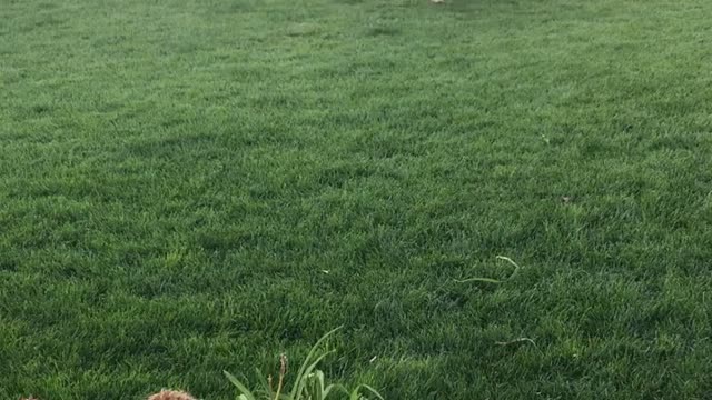 Brown dog steals blue frisbee from tan dog playing catch