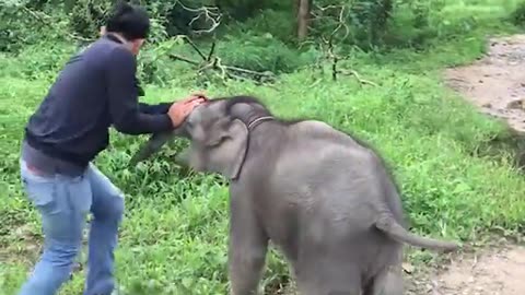 baby elephant protect his mum✨