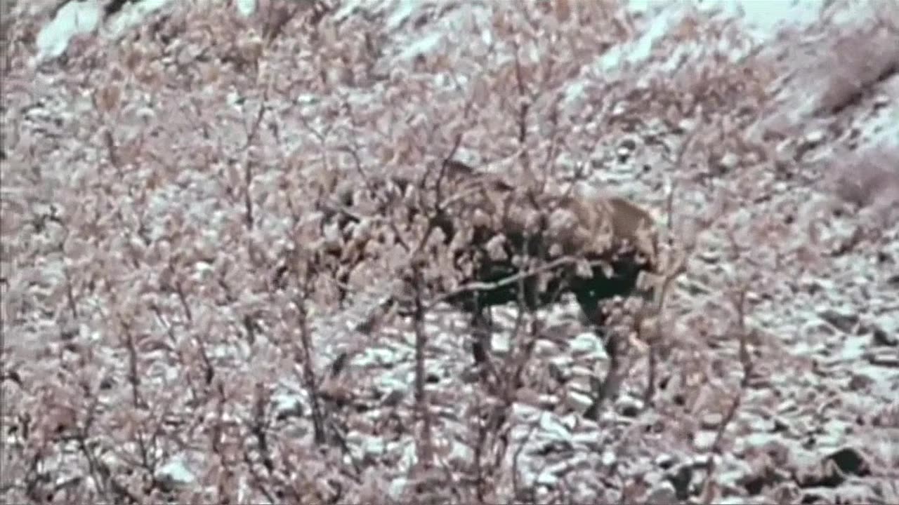 Mesmerizing Fall to Winter Transformation - A Nature's Time-lapse!