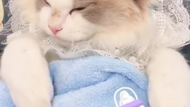 So lovely cute cat fighting short video