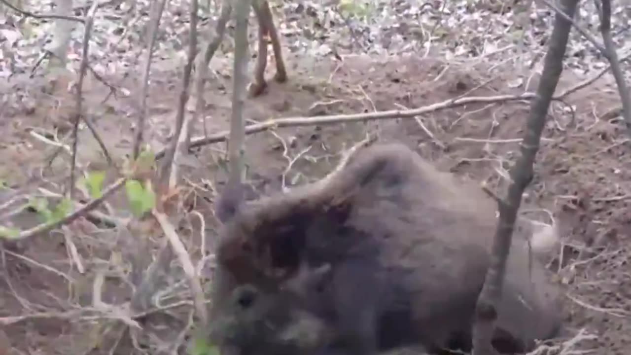 DRAMATIC Wild Boar Rescue From Snare | The Dodo