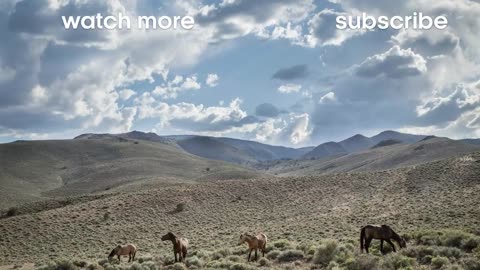 Wild Horses Run into Flamingos Feeding | BBC Earth