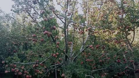 Apple Orchard