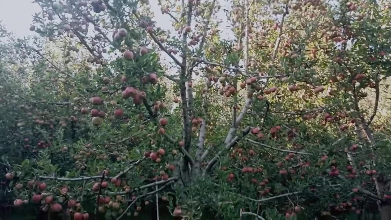 Apple Orchard