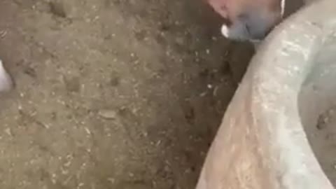 Horse eating chicken