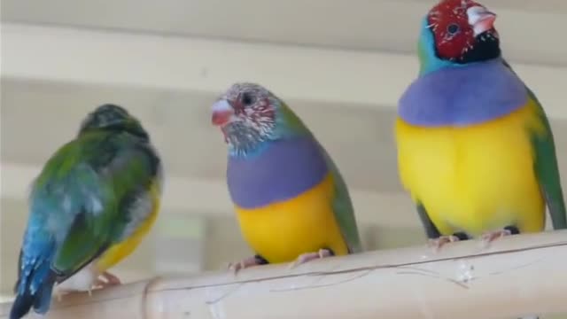 Lady Gouldian Finches Molting