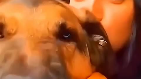 Funny Dogs And Cats Videos 2024 😅 - Best Funniest Animal Videos Of The week 1