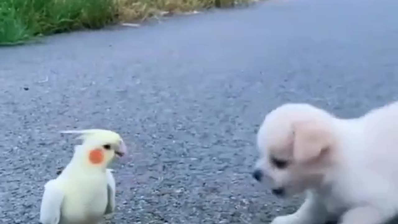 “Adorable Puppies Playtime - Pure Cuteness overload”