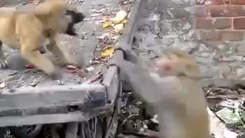 Dog 🐕 vs Monkey 🐒