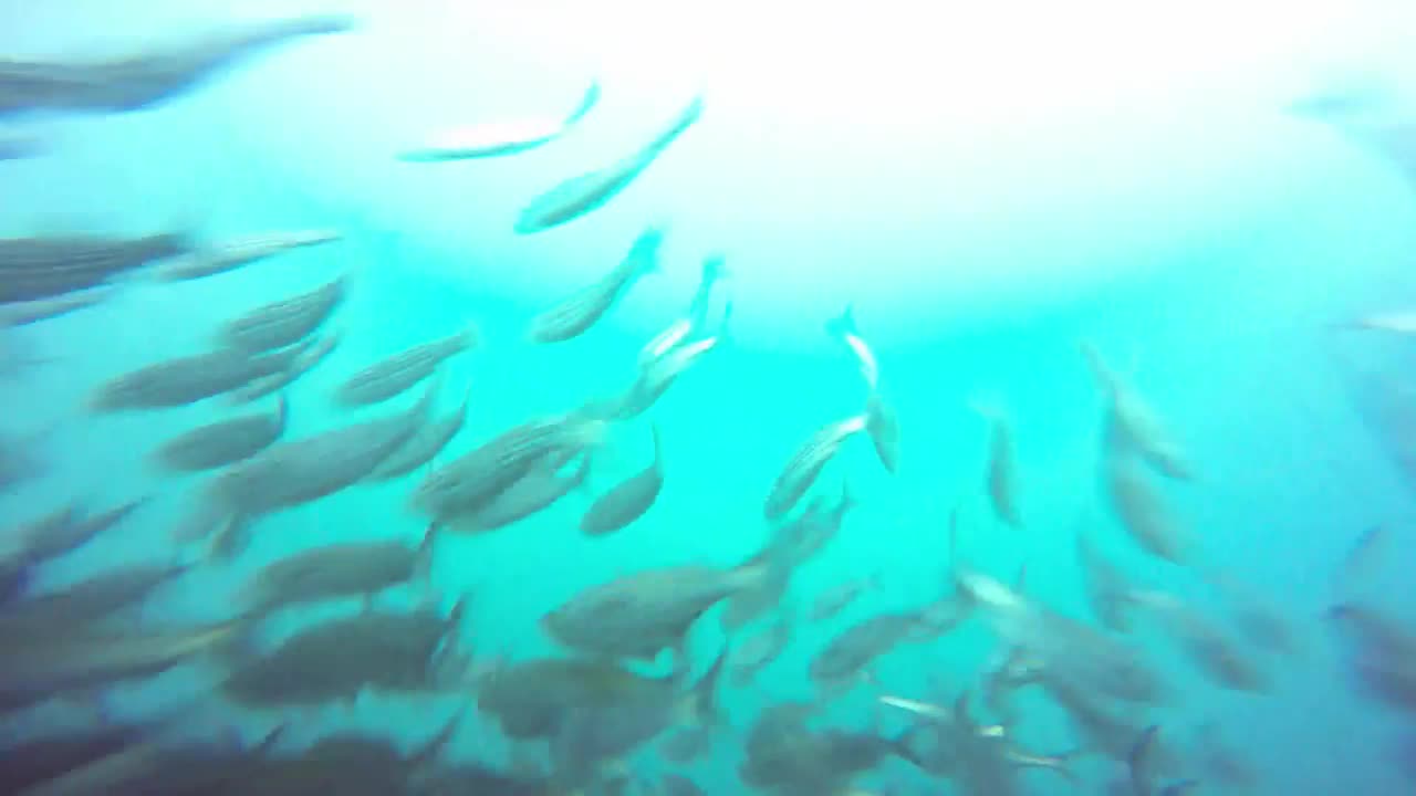 Scuba diver films aquatic bird catching fish 40 feet underwater