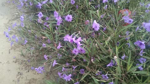 My country flower road