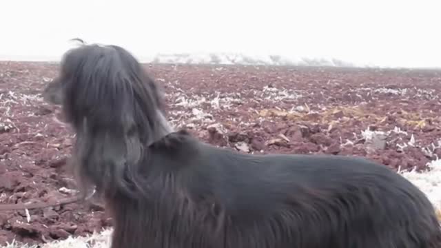 Beautiful Afghan Hound Dog