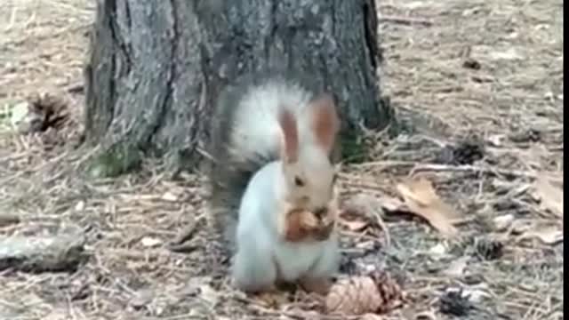 Red Squirrel