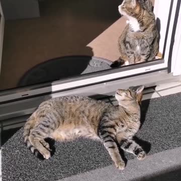 Cat finds the most peculiar place