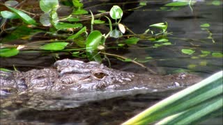 How Crocodile Can Hide in Water