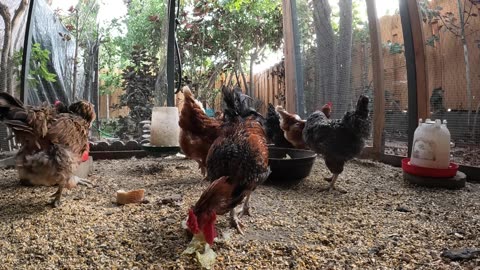 Backyard Chickens Fun Relaxing Coop Video Sounds Noises!