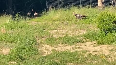 FREE RANGE TURKEY?