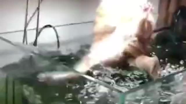 cute funny video