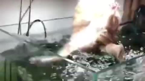 cute funny video