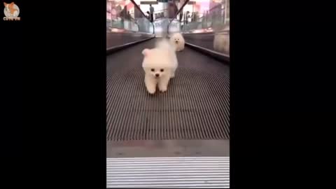 Cat and doh sweet couple video emotion