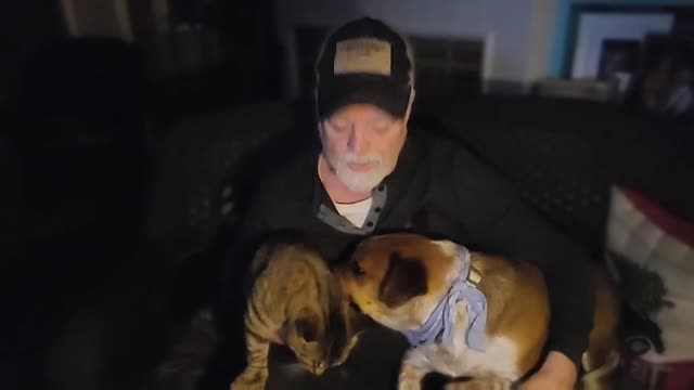 #dogvideo #catvideo Which one is Trending?