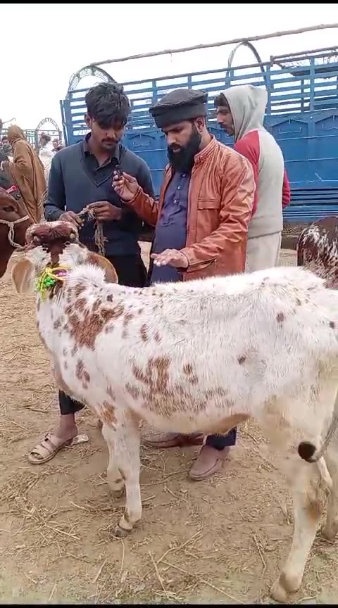 بہت خوبصورت چھوٹا وچھا اقبالنگر منڈی میں