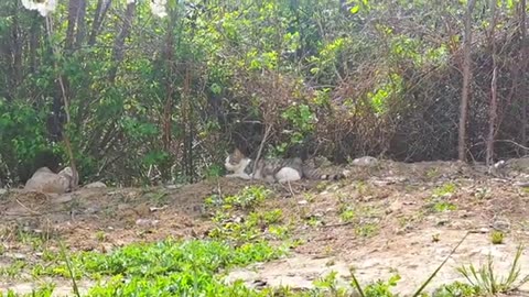 Cute pregnant cat and male cat eating food.