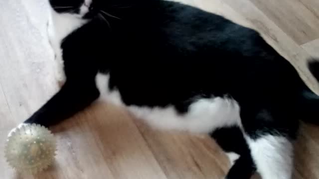 Fat cat showing fighting skills