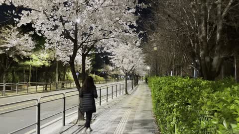 go cherry-blossom viewing