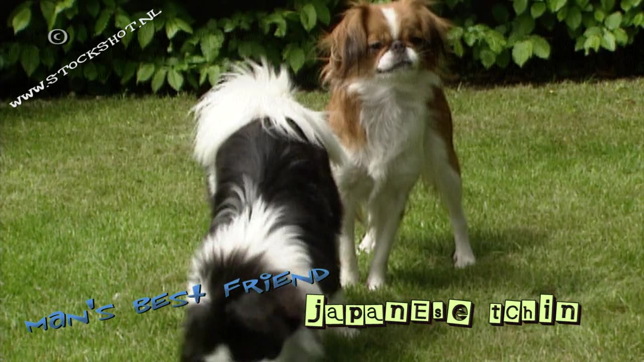 Japanese Chin, Japanese Spaniel