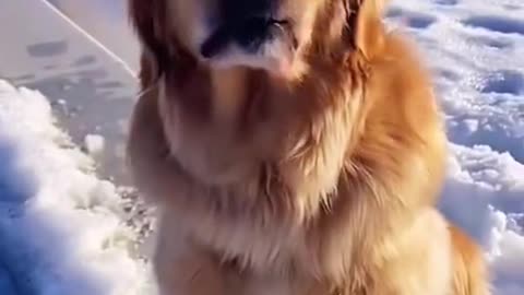 Dog love snow🥺❤😍🤣