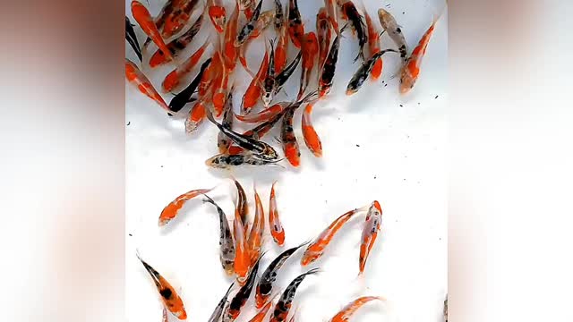 koi fish, beautiful fish from Japan