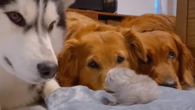 Golden Retrievers And Husky Meeting Their Best Friends Newborn kitten