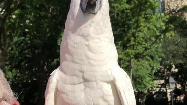 Cockatoo Keeps the Beat