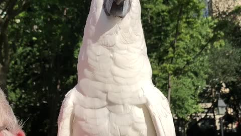 Cockatoo Keeps the Beat