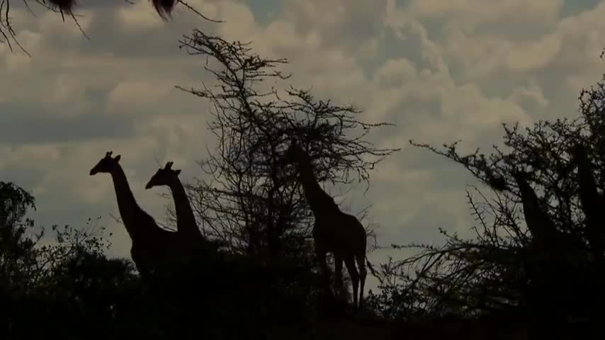 Wildlife Brave Giraffe Kick Five Lion To Save Baby