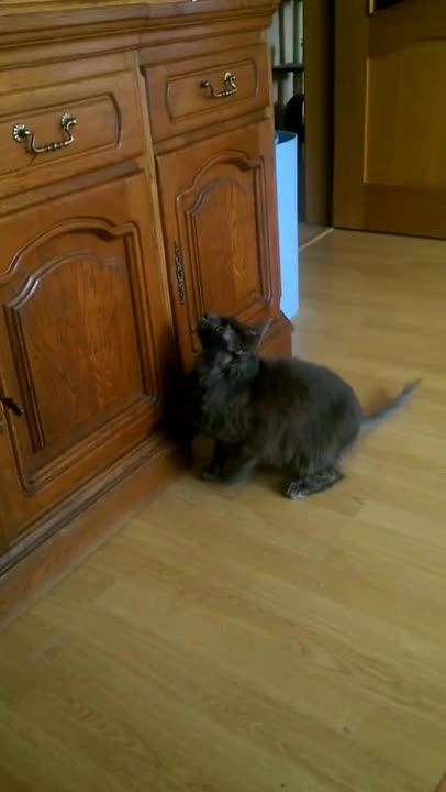 Funny cat produces strange sounds while hunting