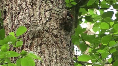 Beautiful Woodpeckers Birds