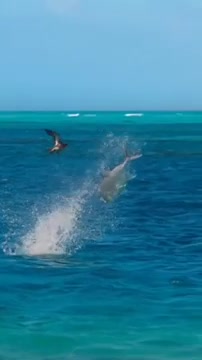 Aming fish just catch bird but missed beautiful place nature animals and plants Ns blog