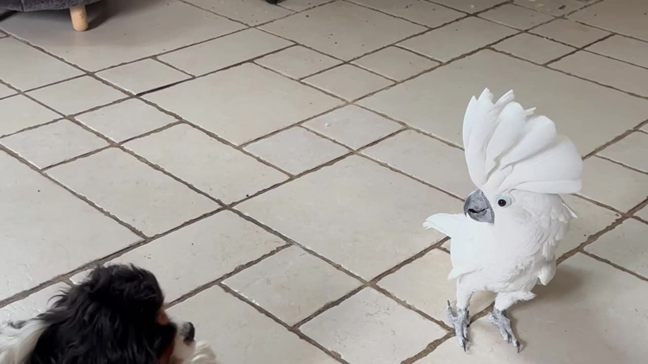 Cockatoo Barks at Canine Pal