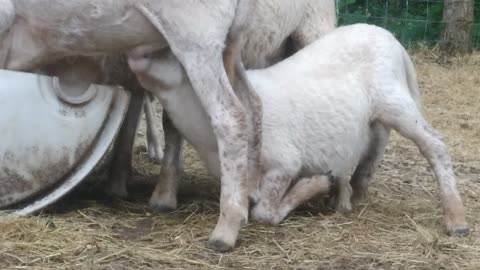 Rams milking ram, they're all rams!