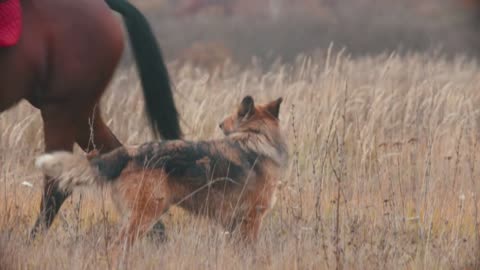 Dog is looking at two horses which going in circle