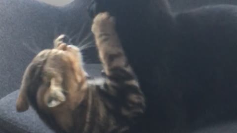 Brown and black cat fight on grey office chair