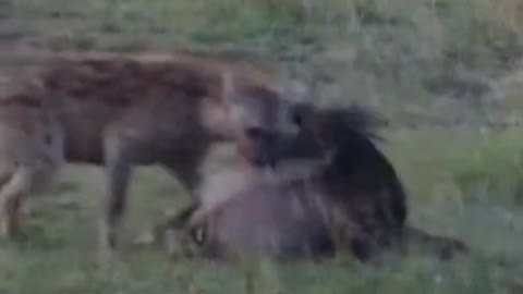 hyena killed wildbeest calf #shorts #hyenavswildbeest