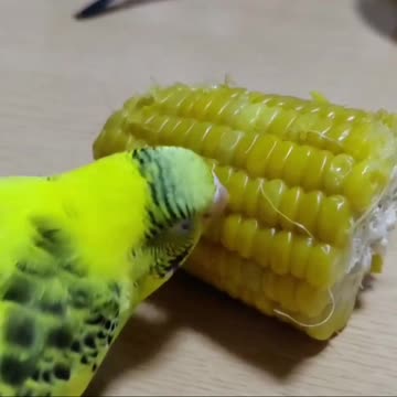 Love bird eats corn in the morning 3
